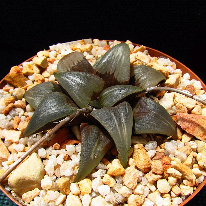 Haworthia hammeri Hayashi