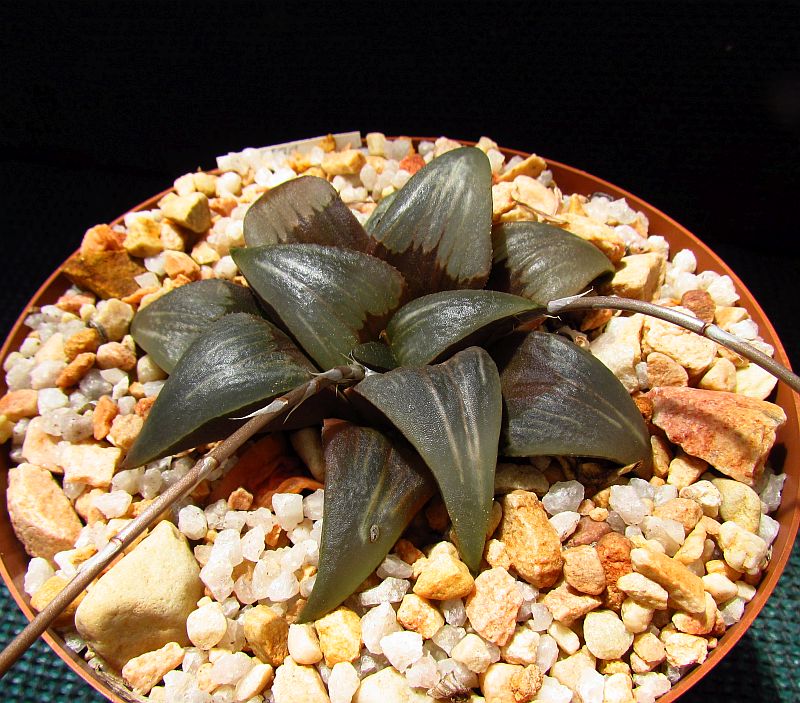 Haworthia hammeri Hayashi