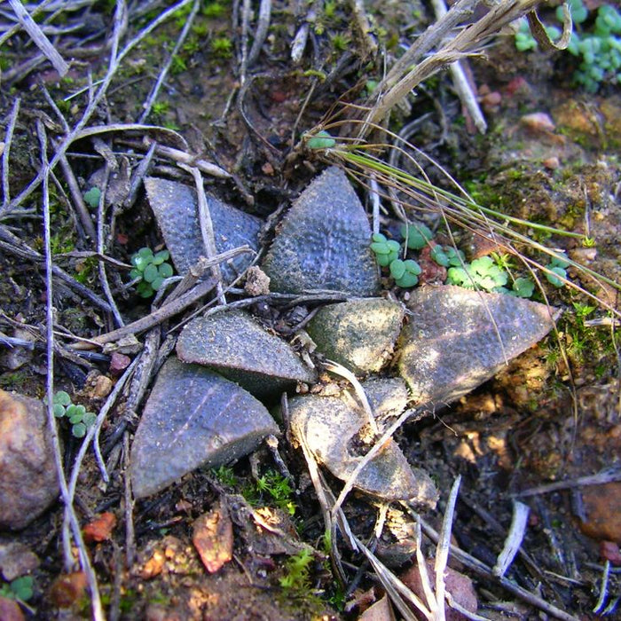 Haworthia indigoa Hayashi