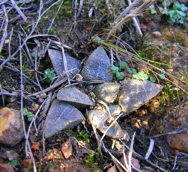 Haworthia indigoa Hayashi