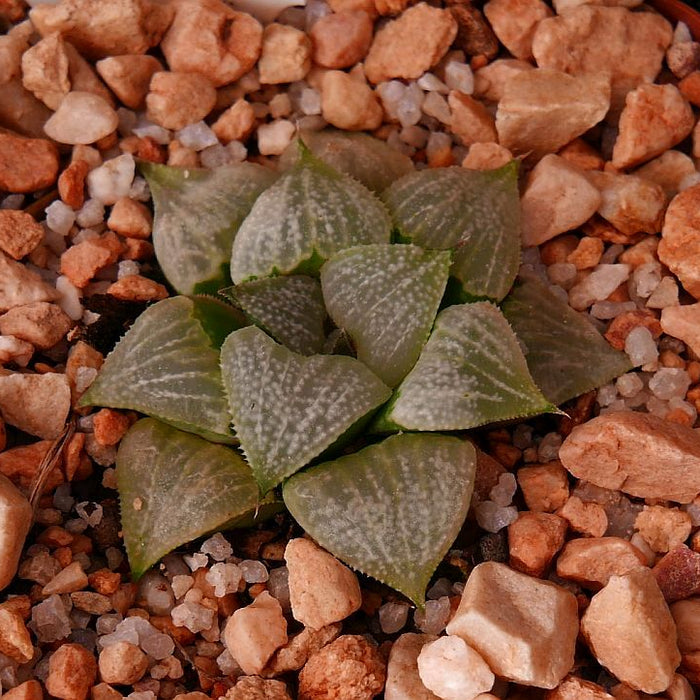 Haworthia obserata Marx