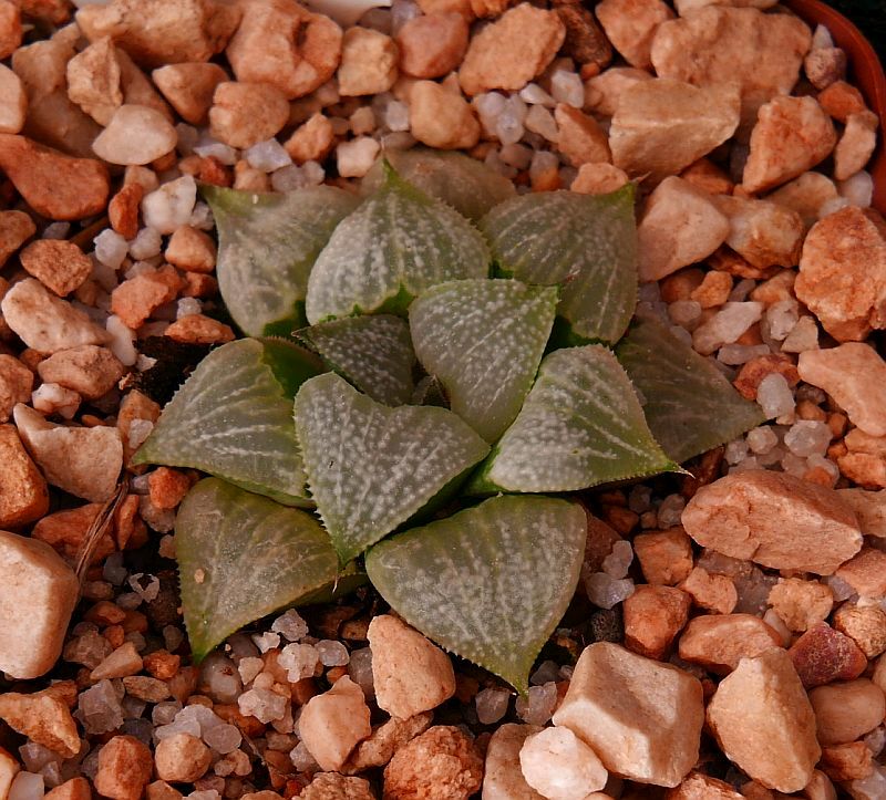 Haworthia obserata Marx