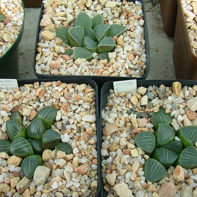 Haworthia jadea Hayashi