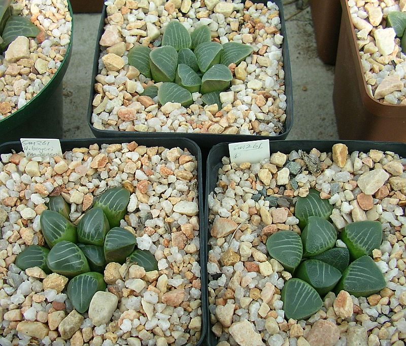 Haworthia jadea Hayashi