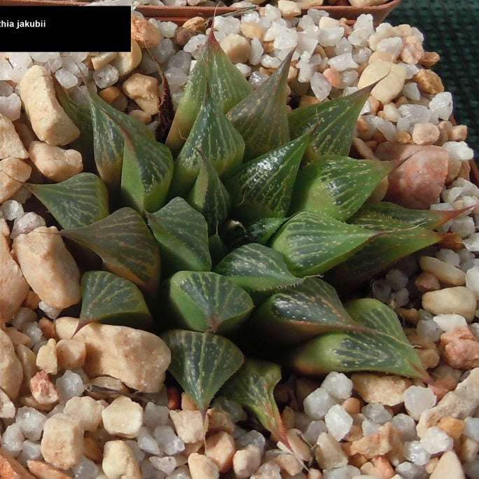 Haworthia jakubii Breuer