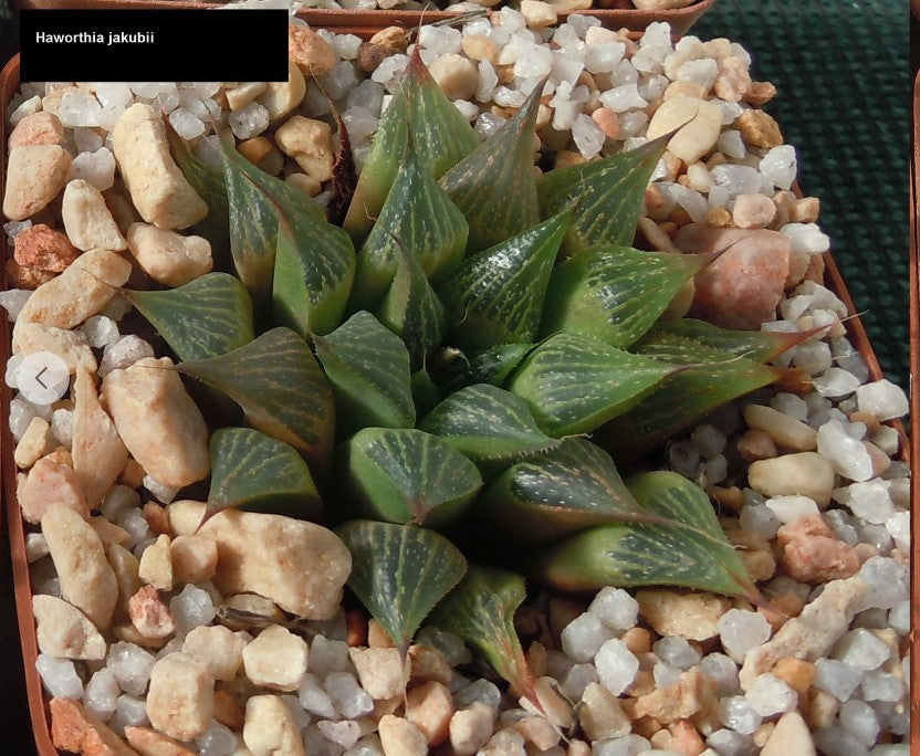 Haworthia jakubii Breuer