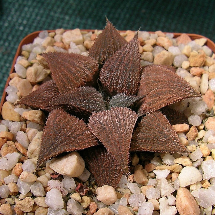 Haworthia bobii Hayashi