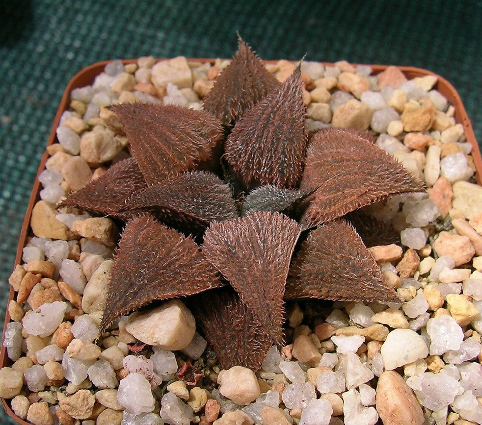 Haworthia bobii Hayashi