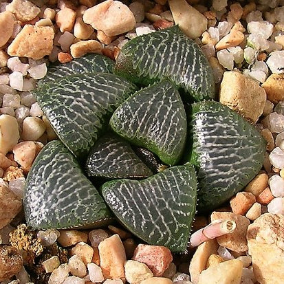 Haworthia truteriorum I.Breuer & G. Marx