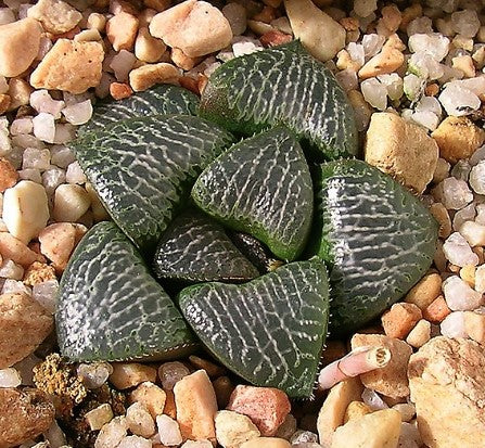 Haworthia truteriorum I.Breuer & G. Marx