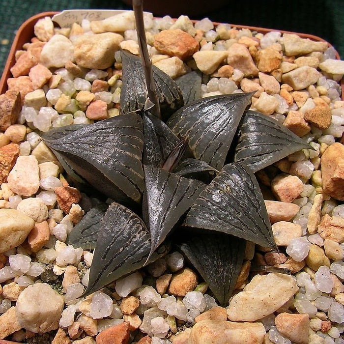 Haworthia joleneae Hayashi