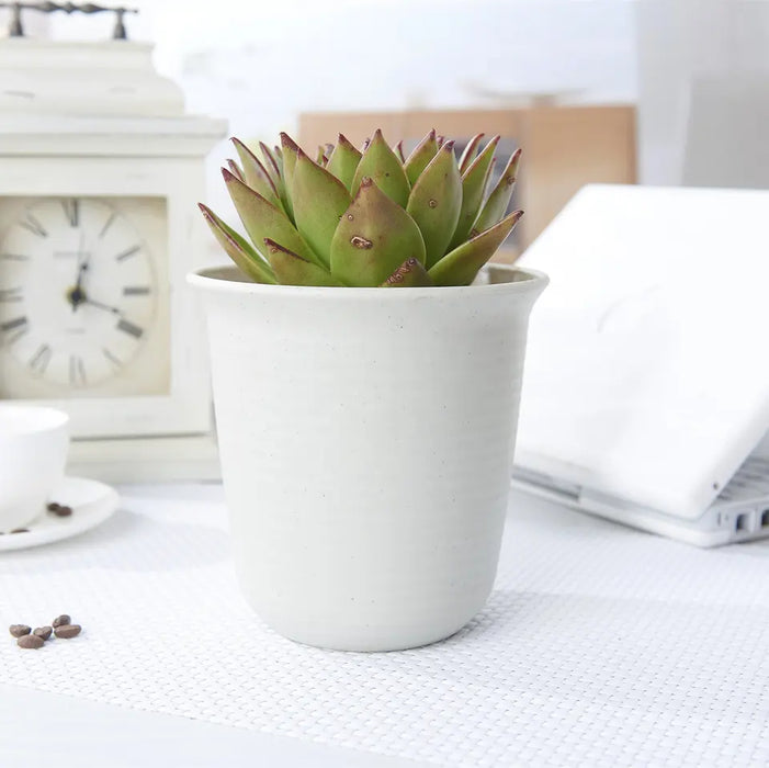 Round White Haworthia Pots 6-15cm