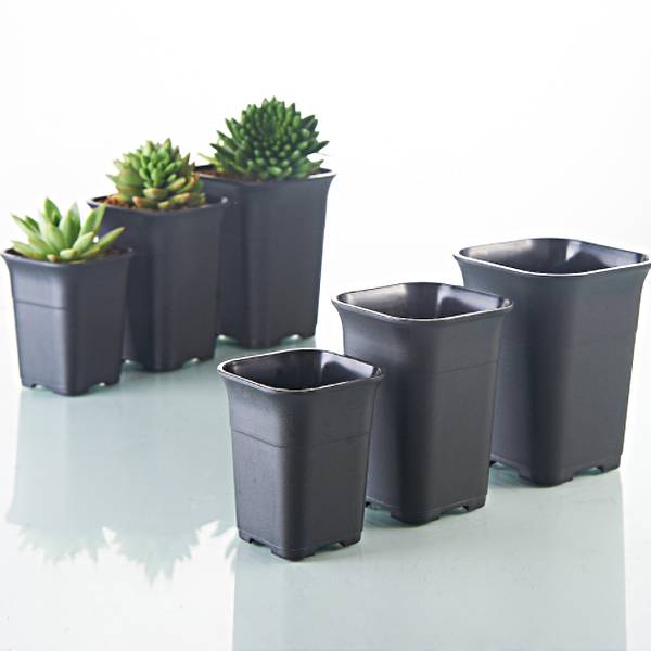 Square Black Haworthia Pots 7-12cm ** NEW STOCK ARRIVING OCTOBER 2024 **