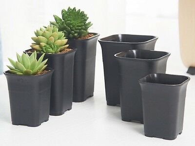 Square Black Haworthia Pots 7-12cm ** NEW STOCK ARRIVING OCTOBER 2024 **